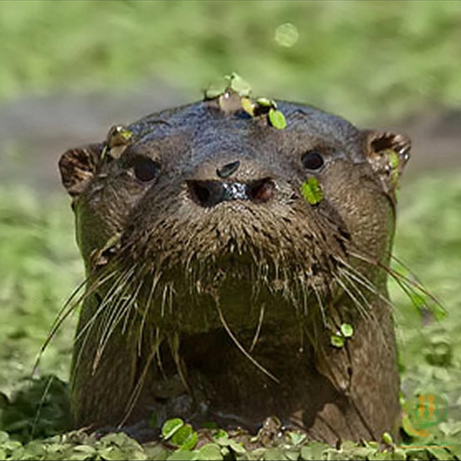 Lobito de río