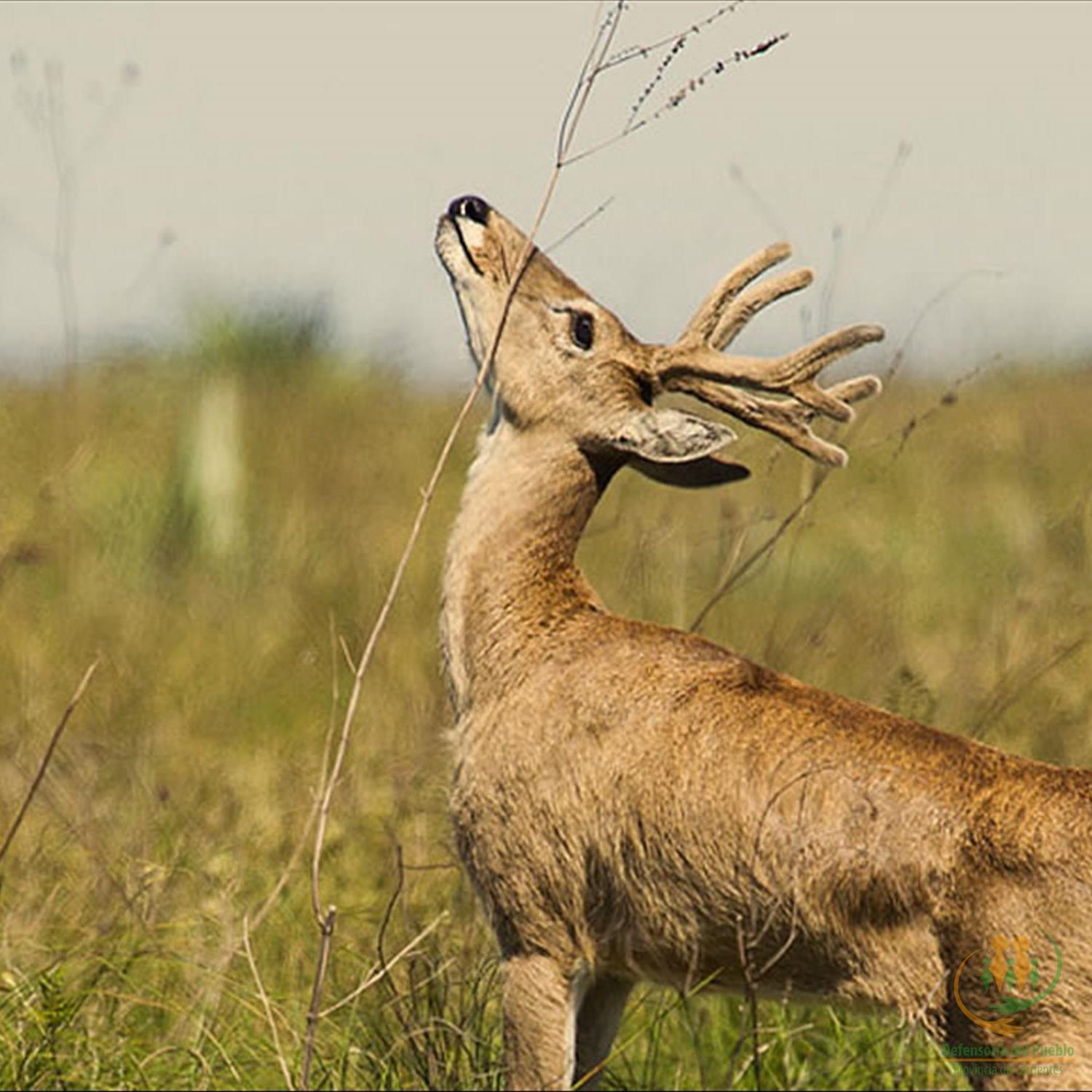 Venado de las Pampas