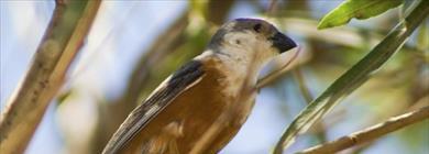 Corrientes declaró monumento natural a un ave en peligro de extinción