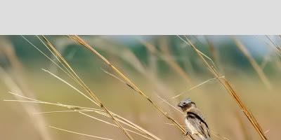 LA LEGISLATURA DECLARO´ MONUMENTO NATURAL AL CAPUCHINO IBERA´.